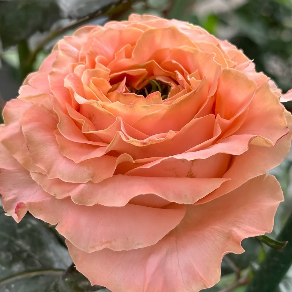 Princess Crown Rose Plant｜公主皇冠 image 2