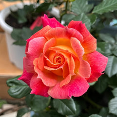 Chaleur Rose Plant｜温暖 image 2