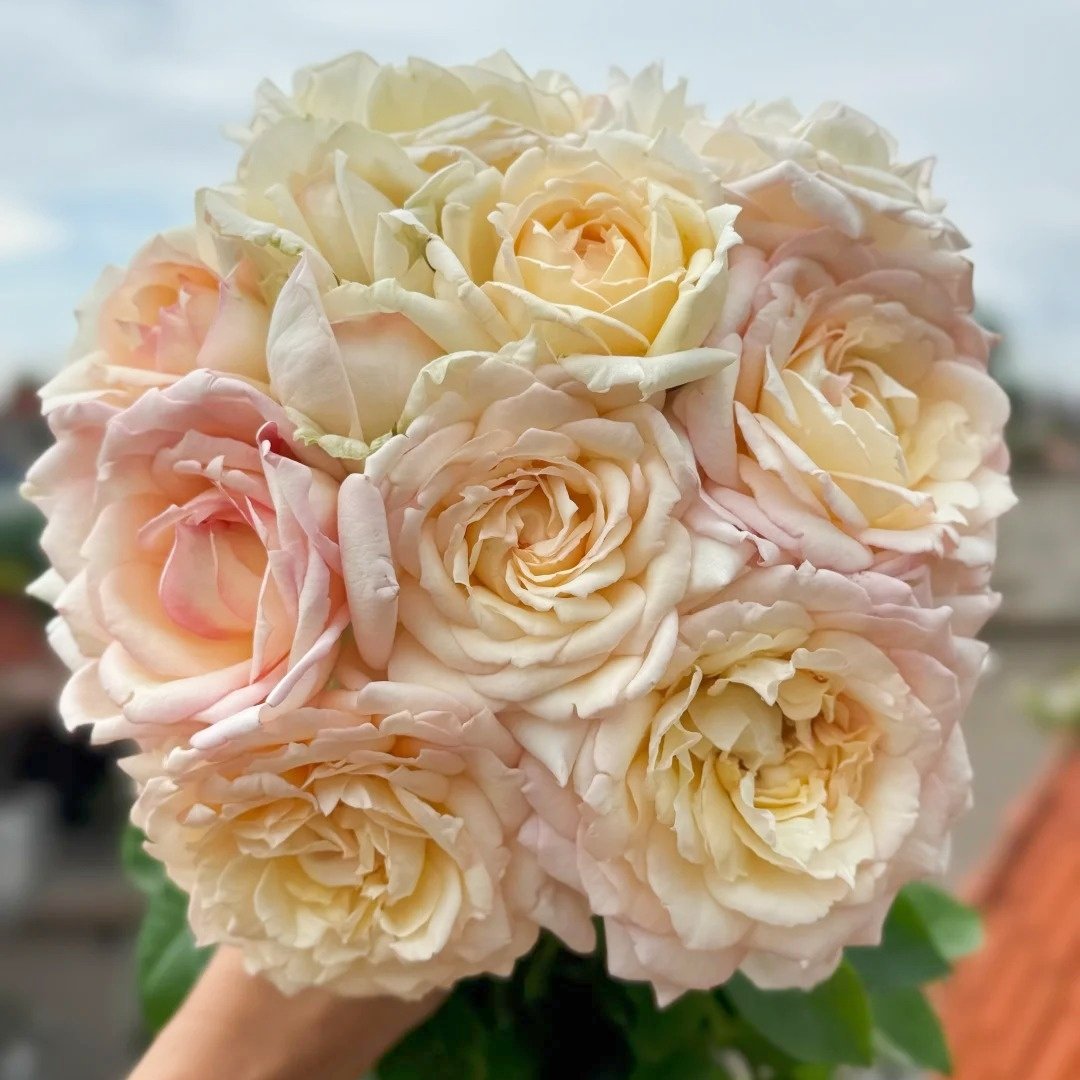 Cream Yves Piaget Rose Plant | 奶油伊芙伯爵 image 0