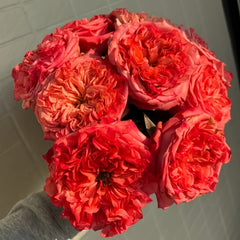 Coral Reeva Rose Plant｜珊瑚丽娃 image 1