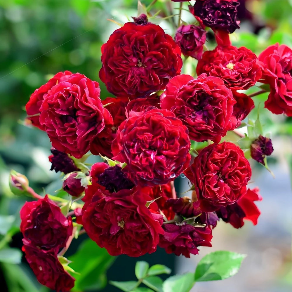 Crimson Siluetta Rose Plant|猩红剪影 image 2