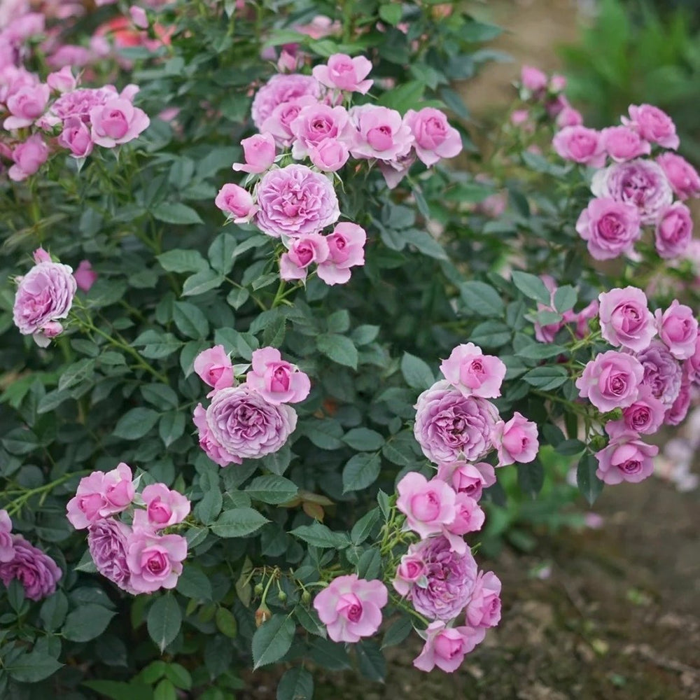 Lavender Flower Circus Rose Plant｜薰衣草门廊 image 4