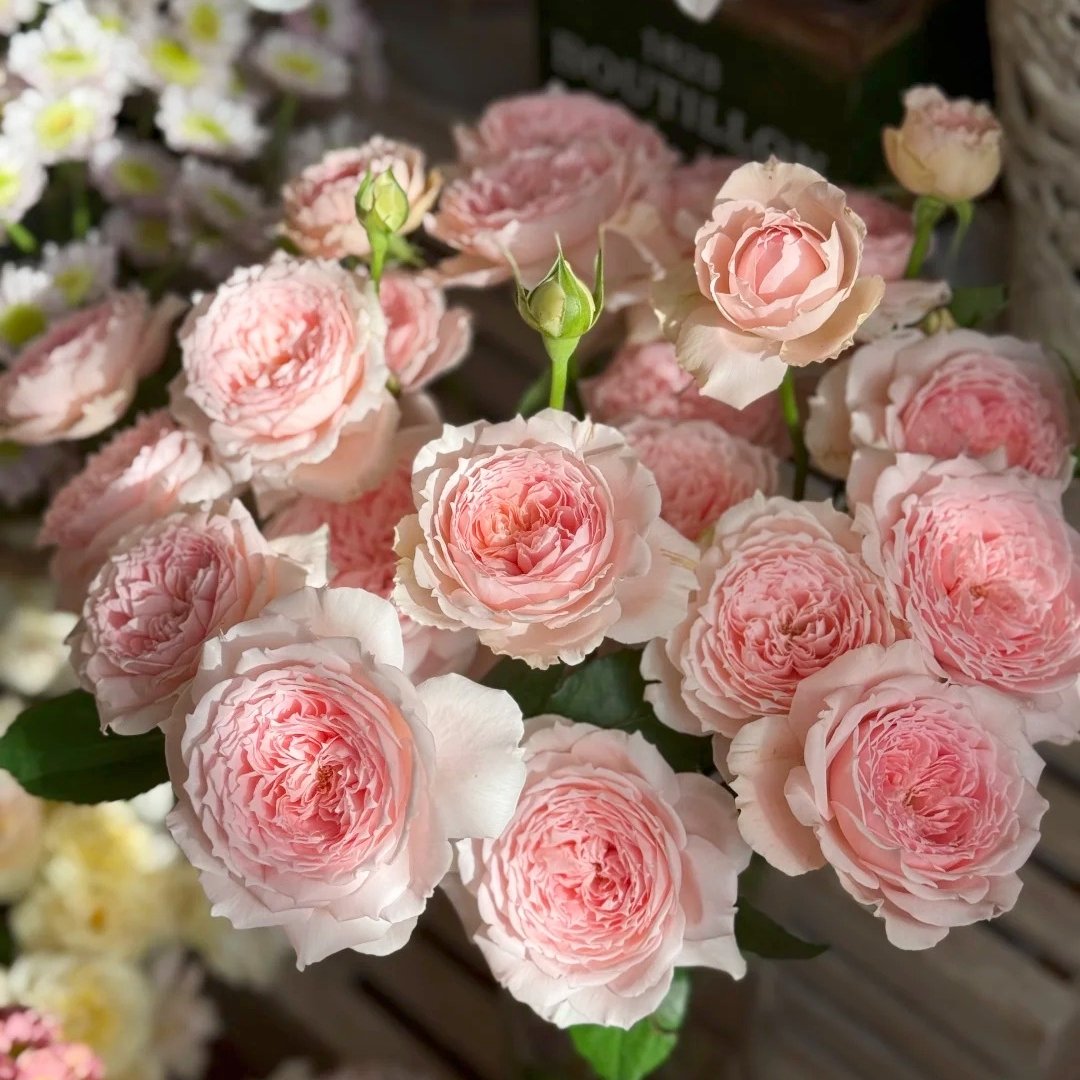 Princess Hitomi Rose Plant｜仁美公主 image 11