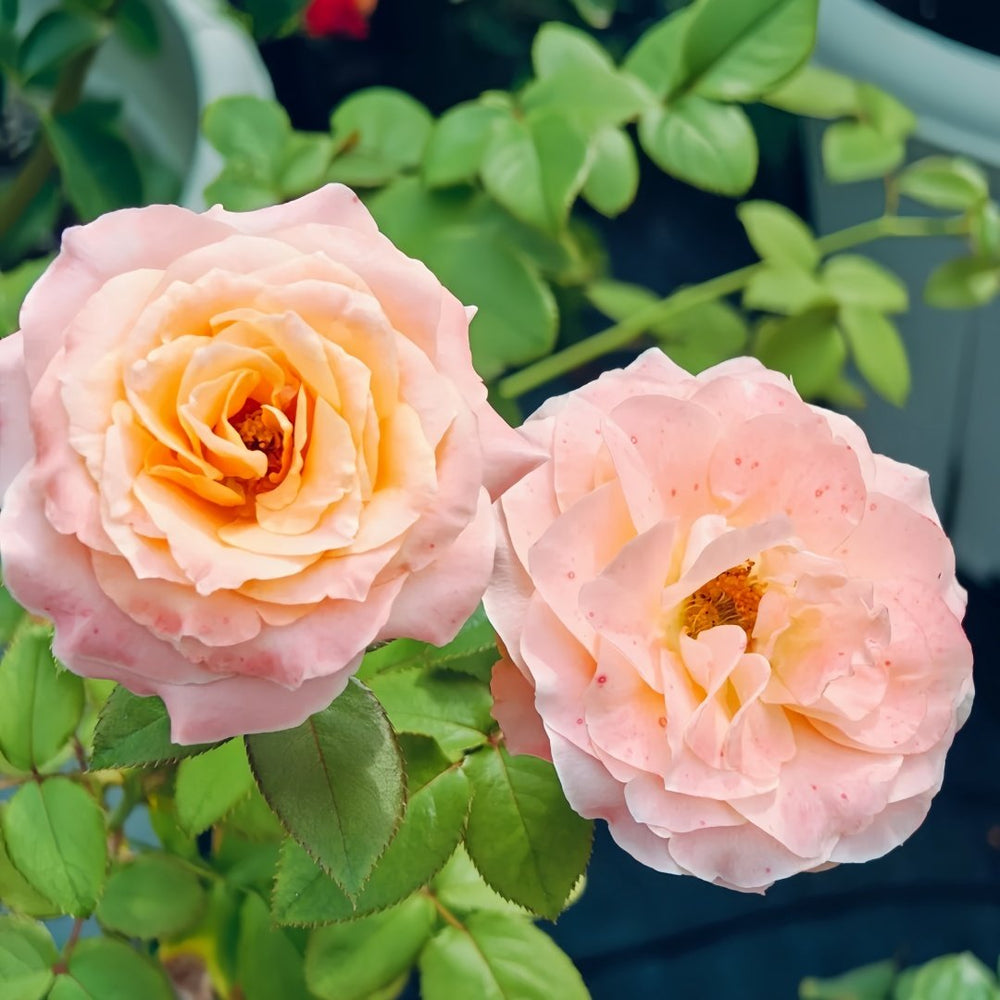 Warm Egg Soufflé Rose Plant｜暖心蛋奶酥 image 5