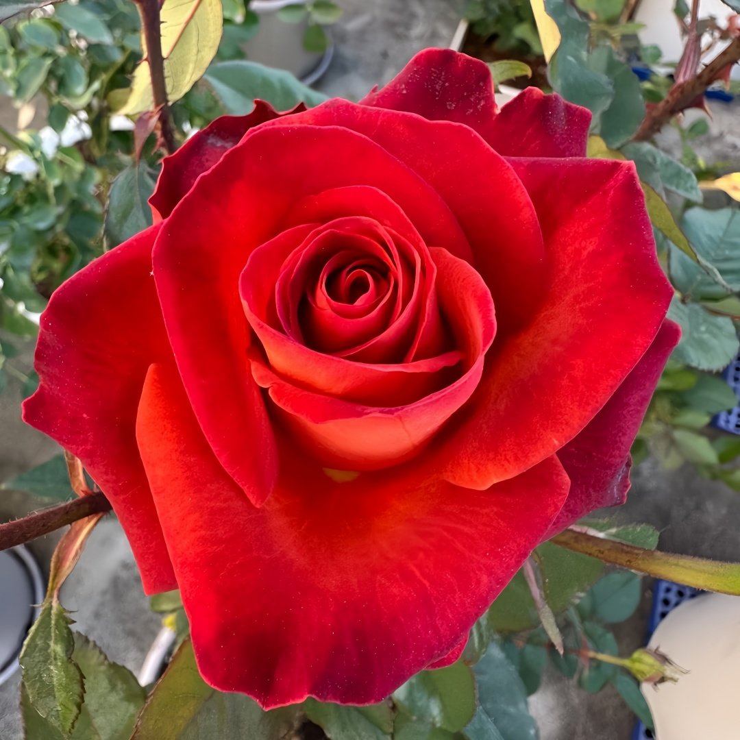 Café Del Mar Rose Plant｜咖啡德玛 image 4