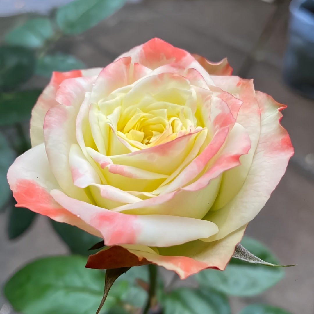 Avatar rose plant|阿凡达 image 1