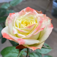 Avatar rose plant|阿凡达 image 1