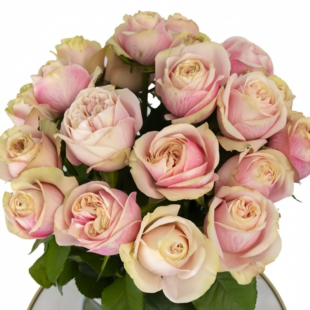 Swan Grace Rose Plant|优雅天鹅 image 0