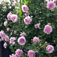 Rainy Blue Rose Plant｜蓝色阴雨 image 1