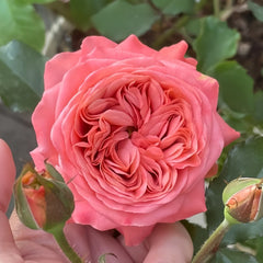 Bella Trendsetter Rose Plant｜潮流贝拉 image 1