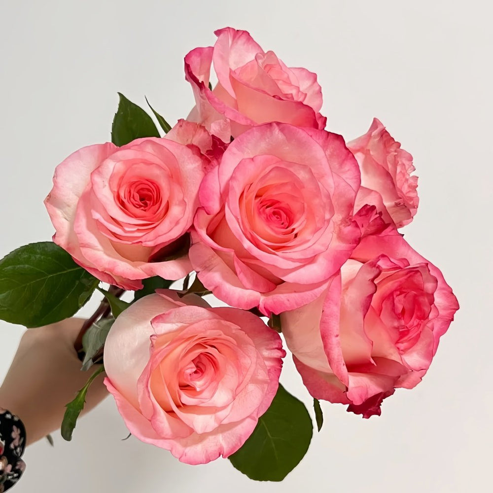 Wu Mei Niang Rose Plant｜武媚娘 image 4