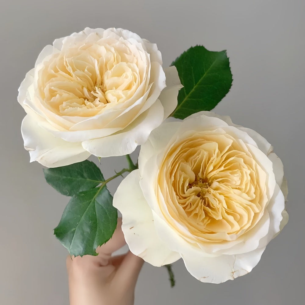 Royal Park Rose Plant｜皇家园林 image 1