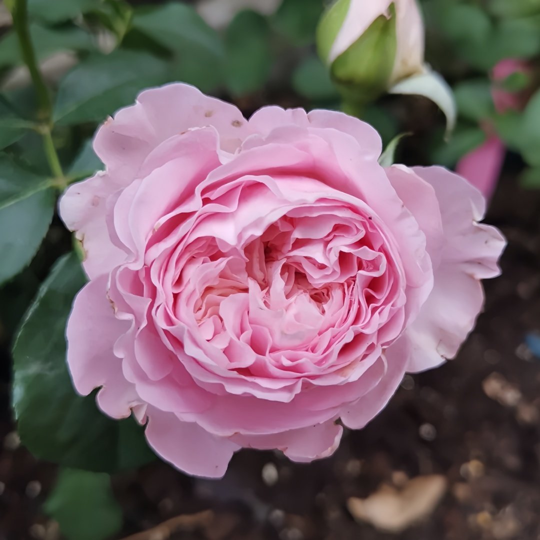 Princess Lace Rose Plant | 公主蕾丝 image 2