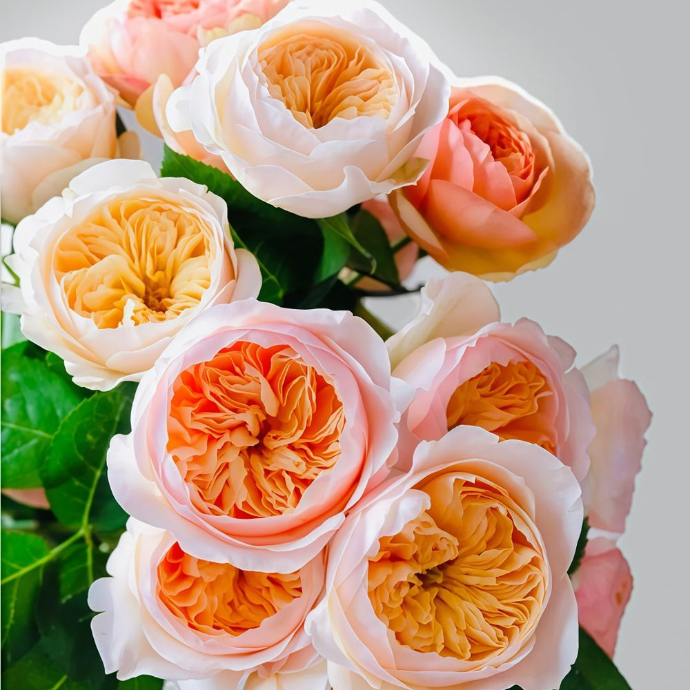 Juliet Rose Plant｜朱丽叶 image 7