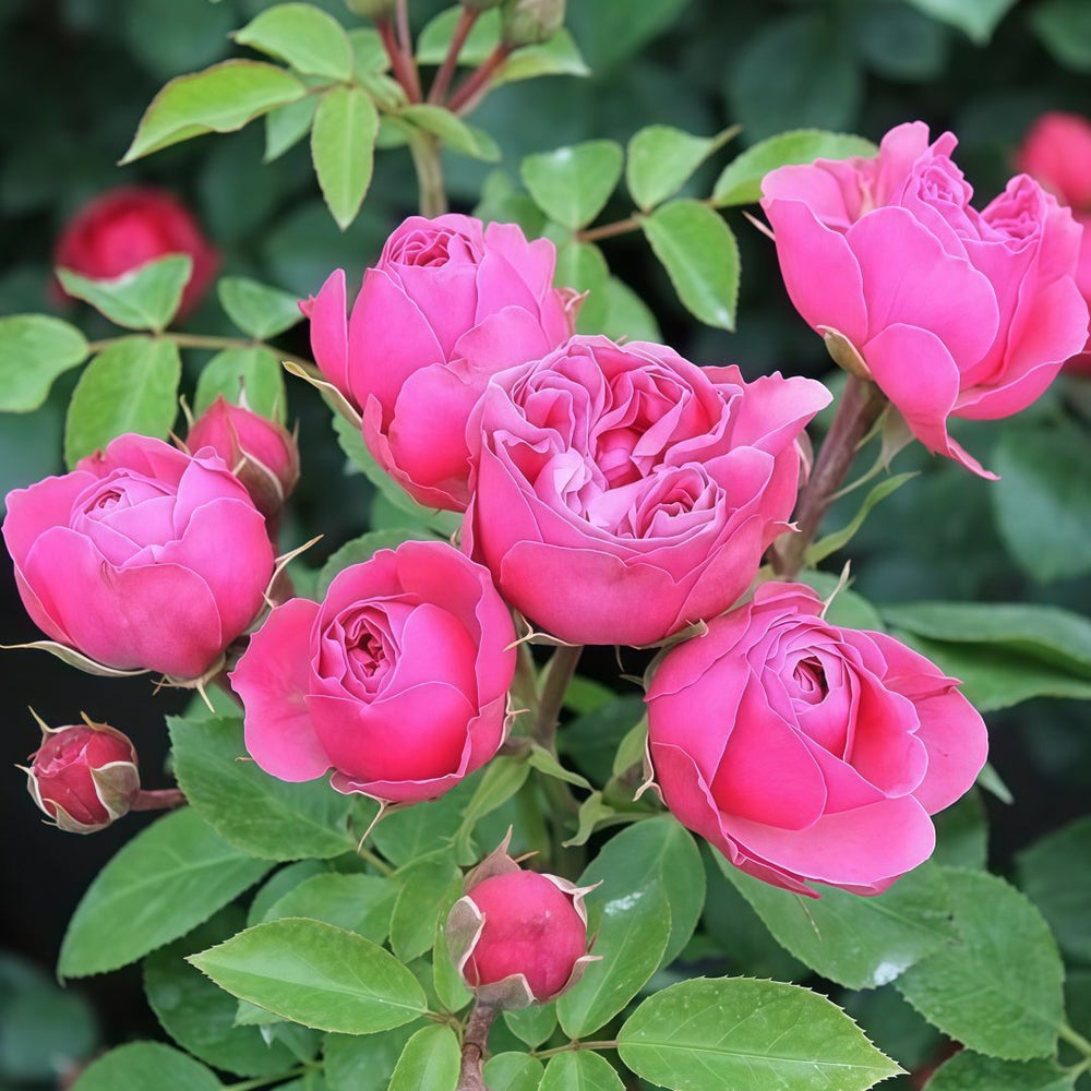 Magic Rokoko Rose Plant｜魔术洛可可 image 2