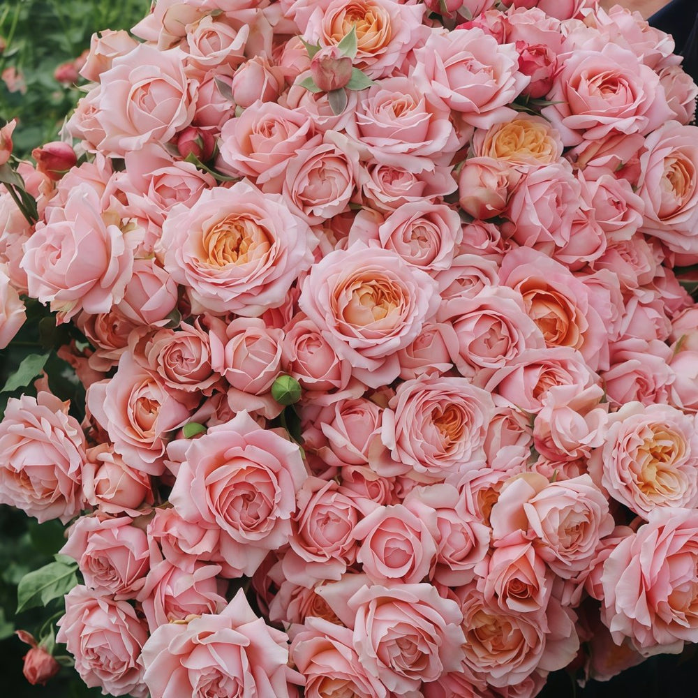 Julietta Rose Plant|朱莉叶塔 image 9