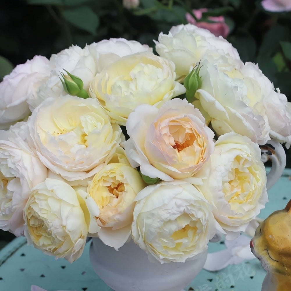 Returning to Spring Rose Plant|回春 image 4