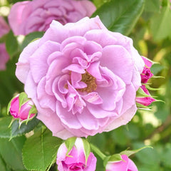 Lavender Flower Circus Rose Plant｜薰衣草门廊 image 1