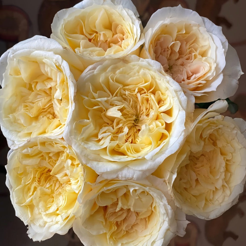 Souffle Rose Plant｜舒芙蕾 image 8