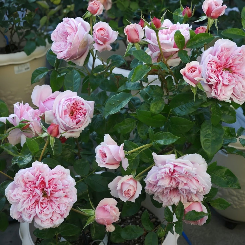 Schöne Maid Rose Plant|美少女 image 7