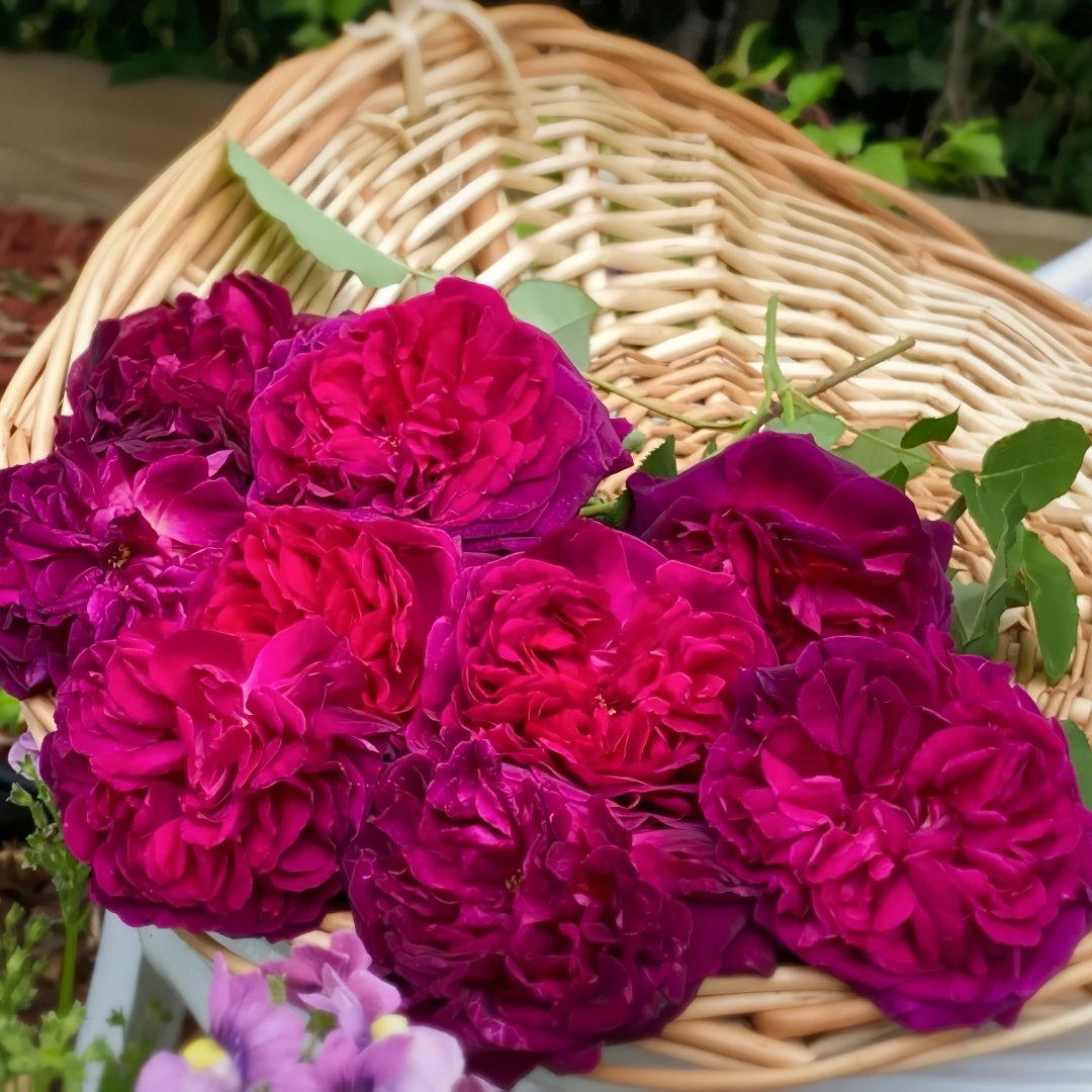 Munstead Wood Rose Plant｜曼斯特德伍德 image 9