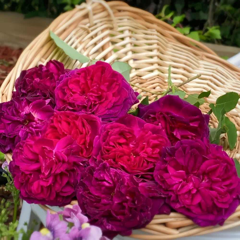 Munstead Wood Rose Plant｜曼斯特德伍德 image 9