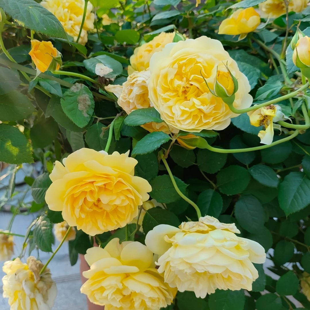 The Poet's Wife Rose Plant | 诗人的妻子 image 4