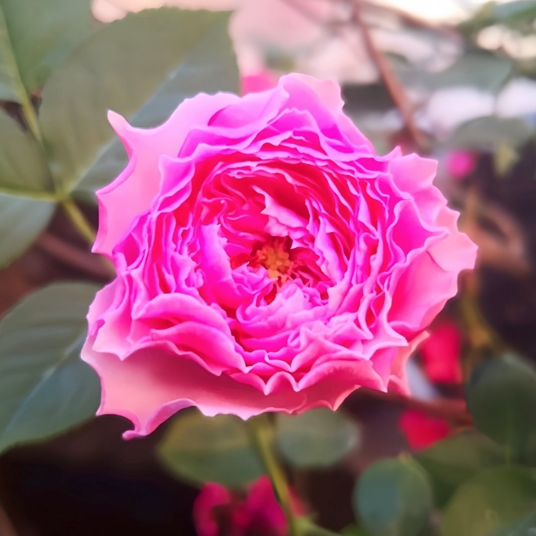 Jardin Parfumen Amoureuse Rose Plant｜禁忌感官 image 7