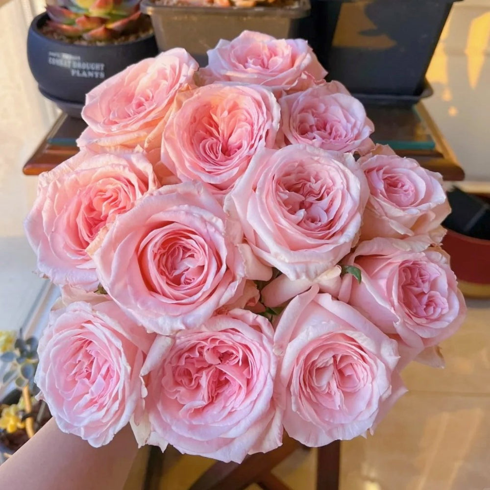 Pink ohara Rose Plant|粉哈娜 image 7