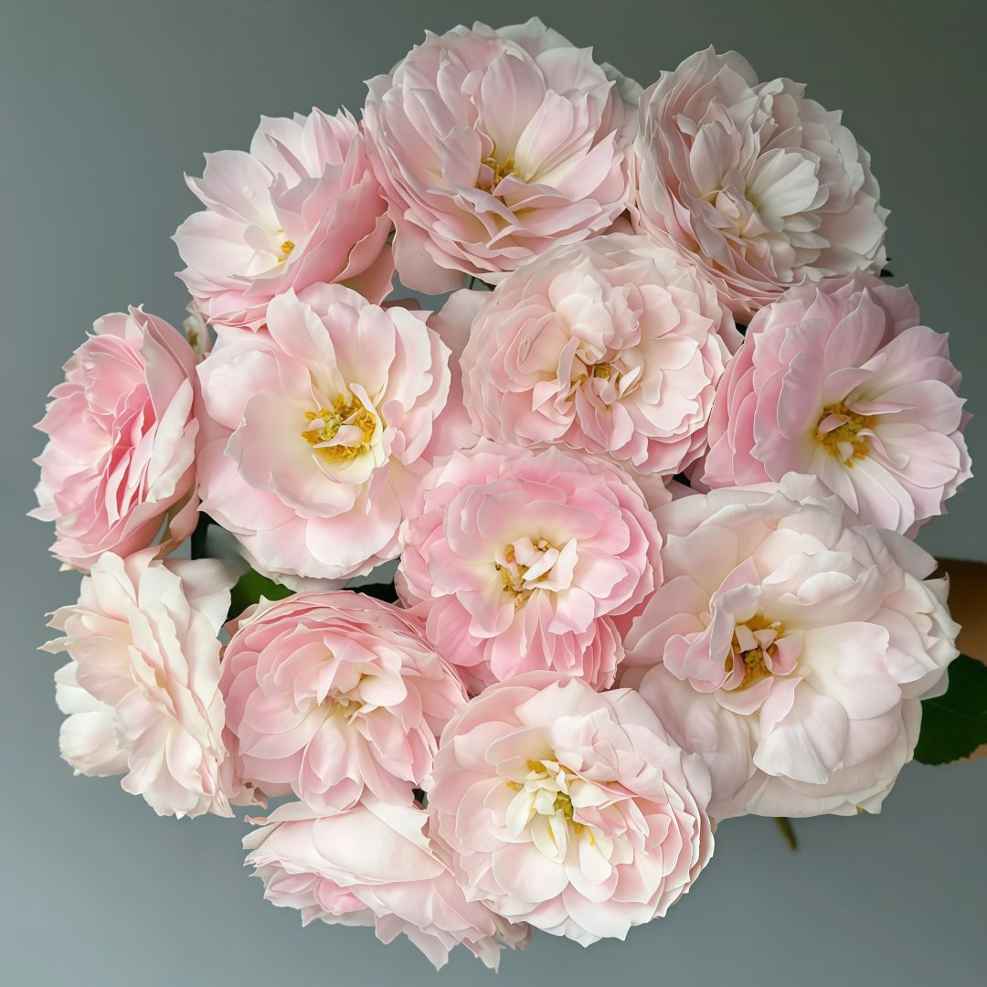 Youqing Rose Plant|有晴 image 0