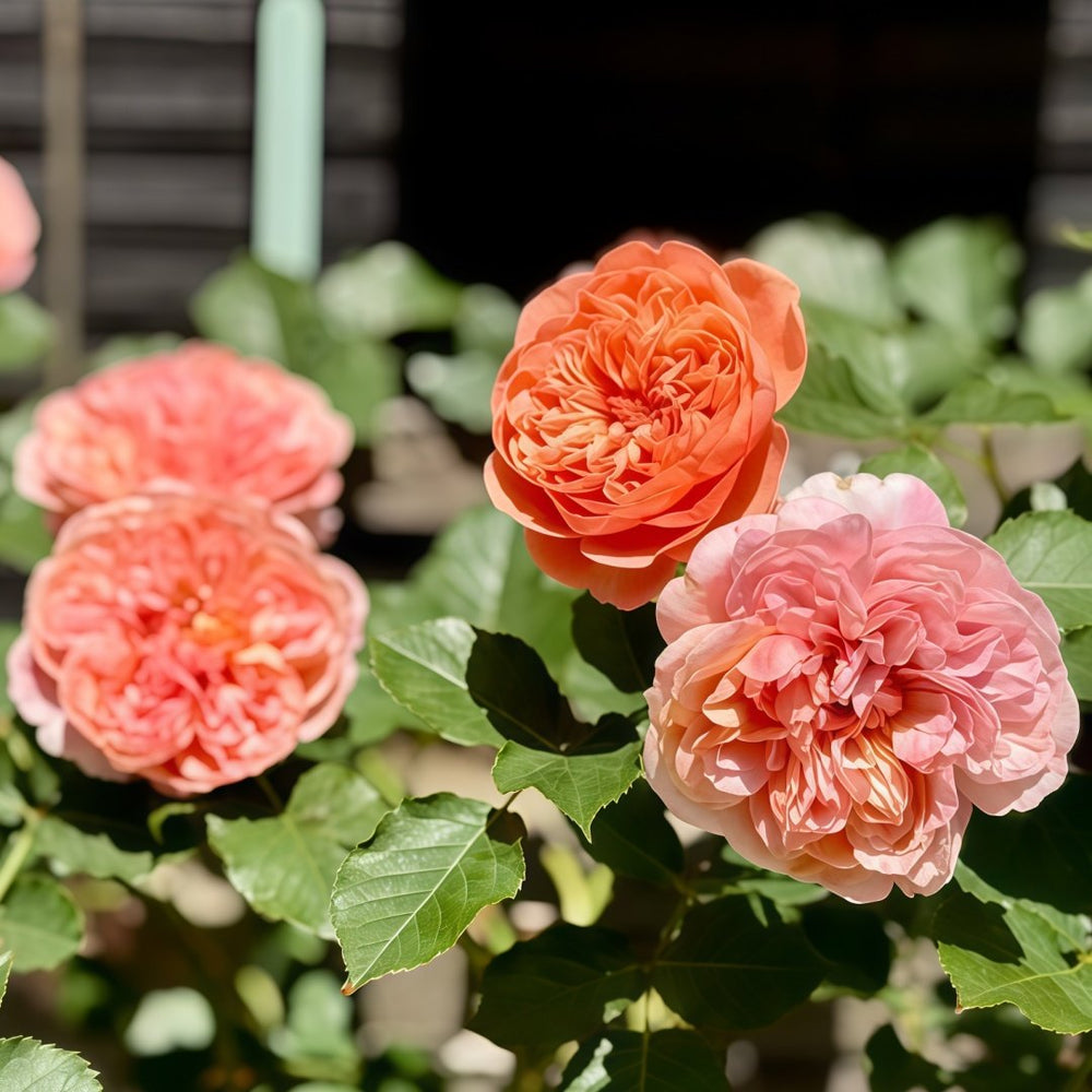 Silk Road Rose Plant|丝绸之路 image 9