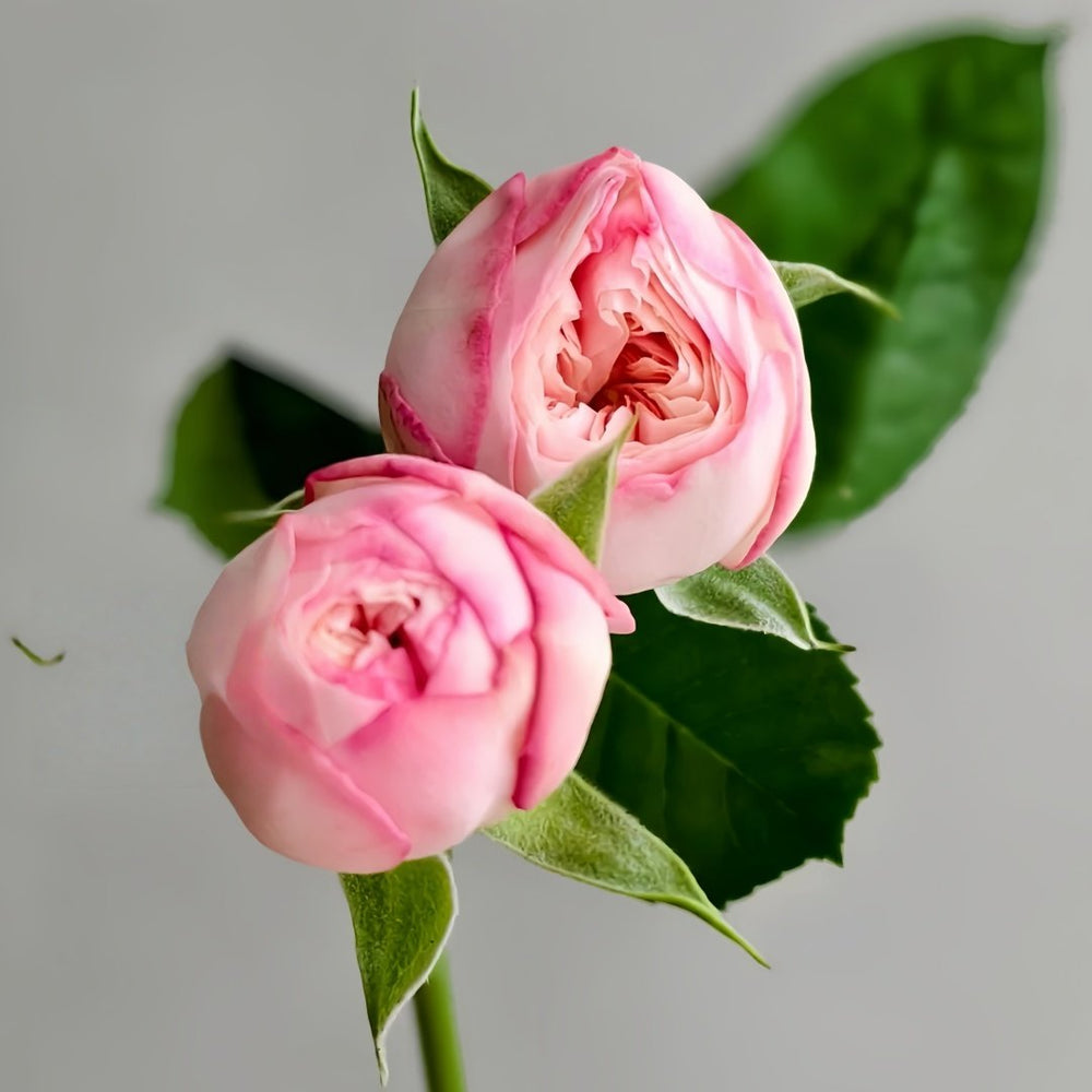 Royal Romance Rose Plant｜皇家浪漫 image 2