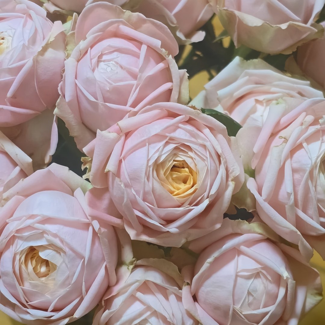 New SPS Rose Plant|柏林少女 image 6