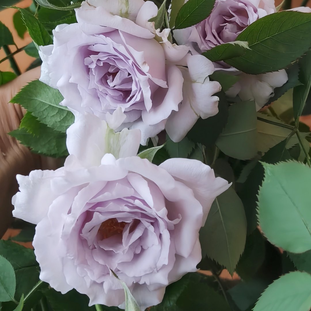 Lucifer Rose Plant｜路西法 image 4