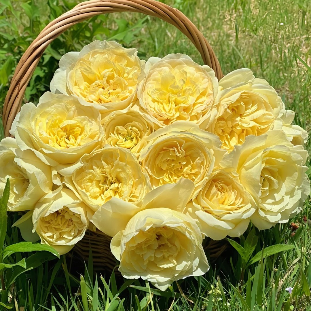 The Poet's Wife Rose Plant | 诗人的妻子 image 9