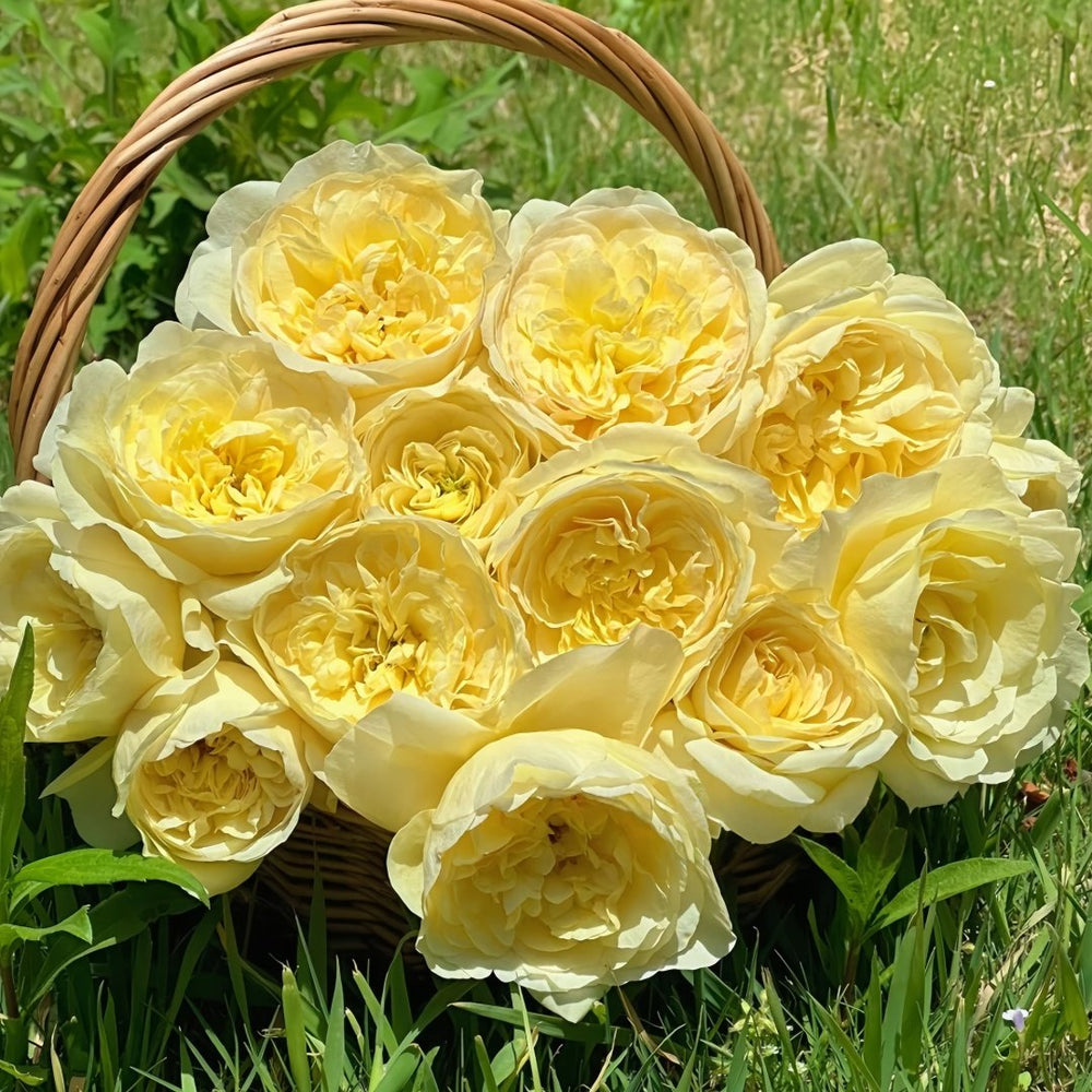 The Poet's Wife Rose Plant | 诗人的妻子 image 9