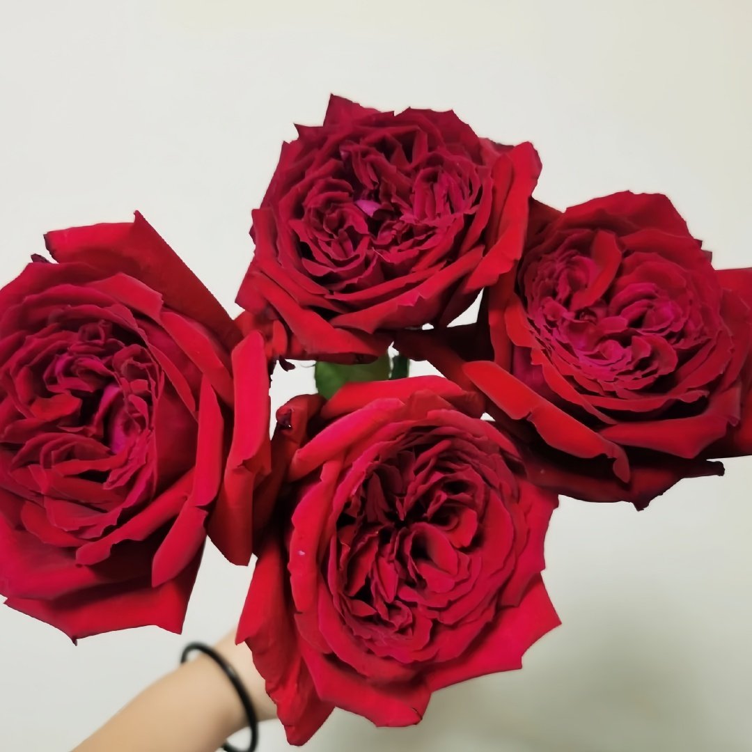 Botero Rose Plant|恩典女士 image 5