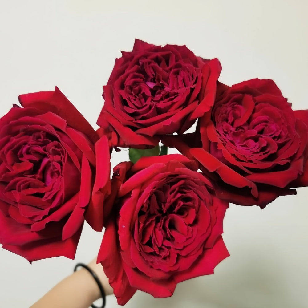 Botero Rose Plant|恩典女士 image 5