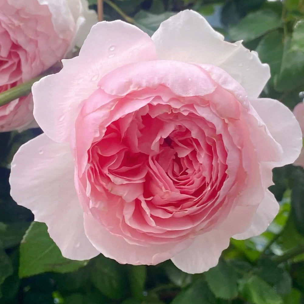 The Wedgwood Rose Plant|威基伍德/粉伍德 image 5