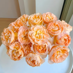 Shreuk Rose Plant|日出 image 0