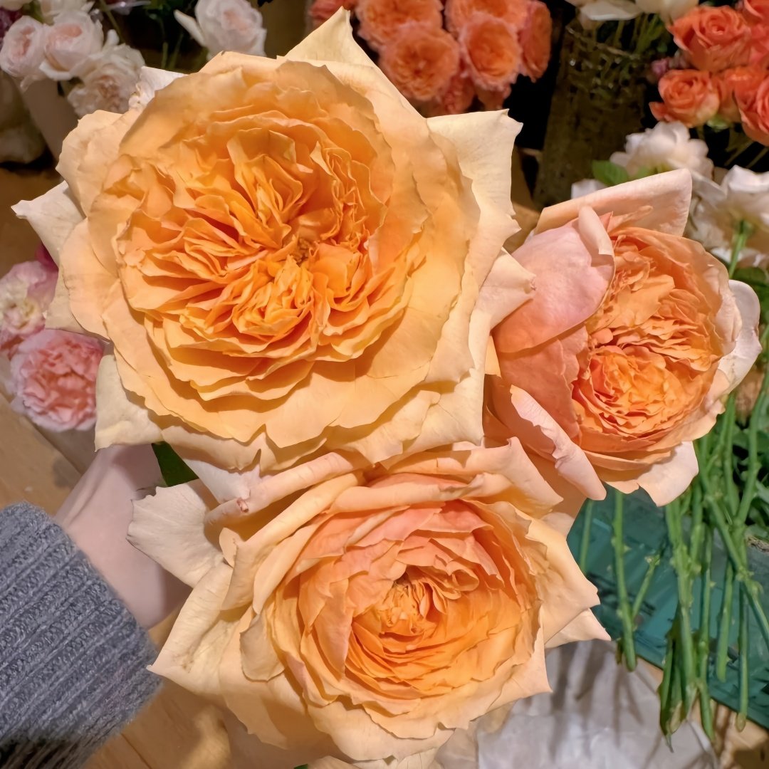 Apricot Cooler Rose Plant｜杏仁露 image 9