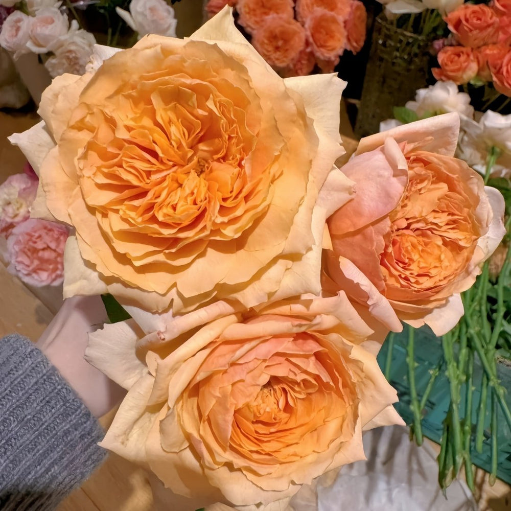 Apricot Cooler Rose Plant｜杏仁露 image 9