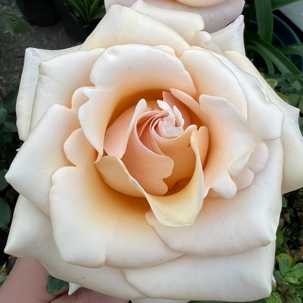 Mother of Pearl Rose Plant｜珍珠贝母 image 2