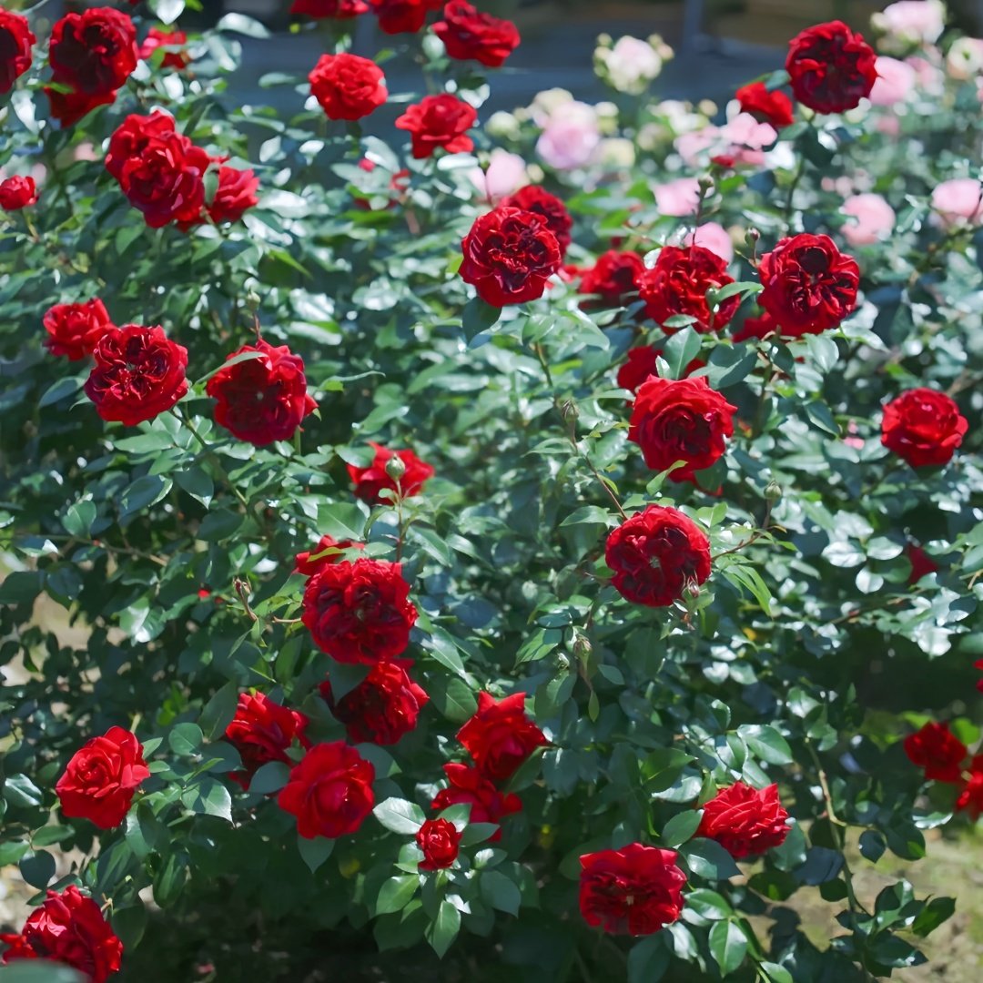 Republique de Montmartre Rose Plant｜蒙马特共和国 image 8