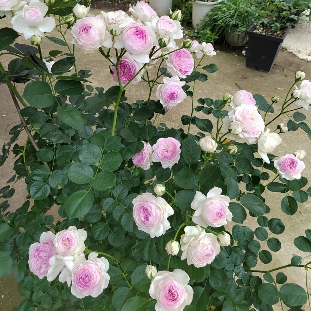Vesalius Rose Plant｜维萨里 image 9