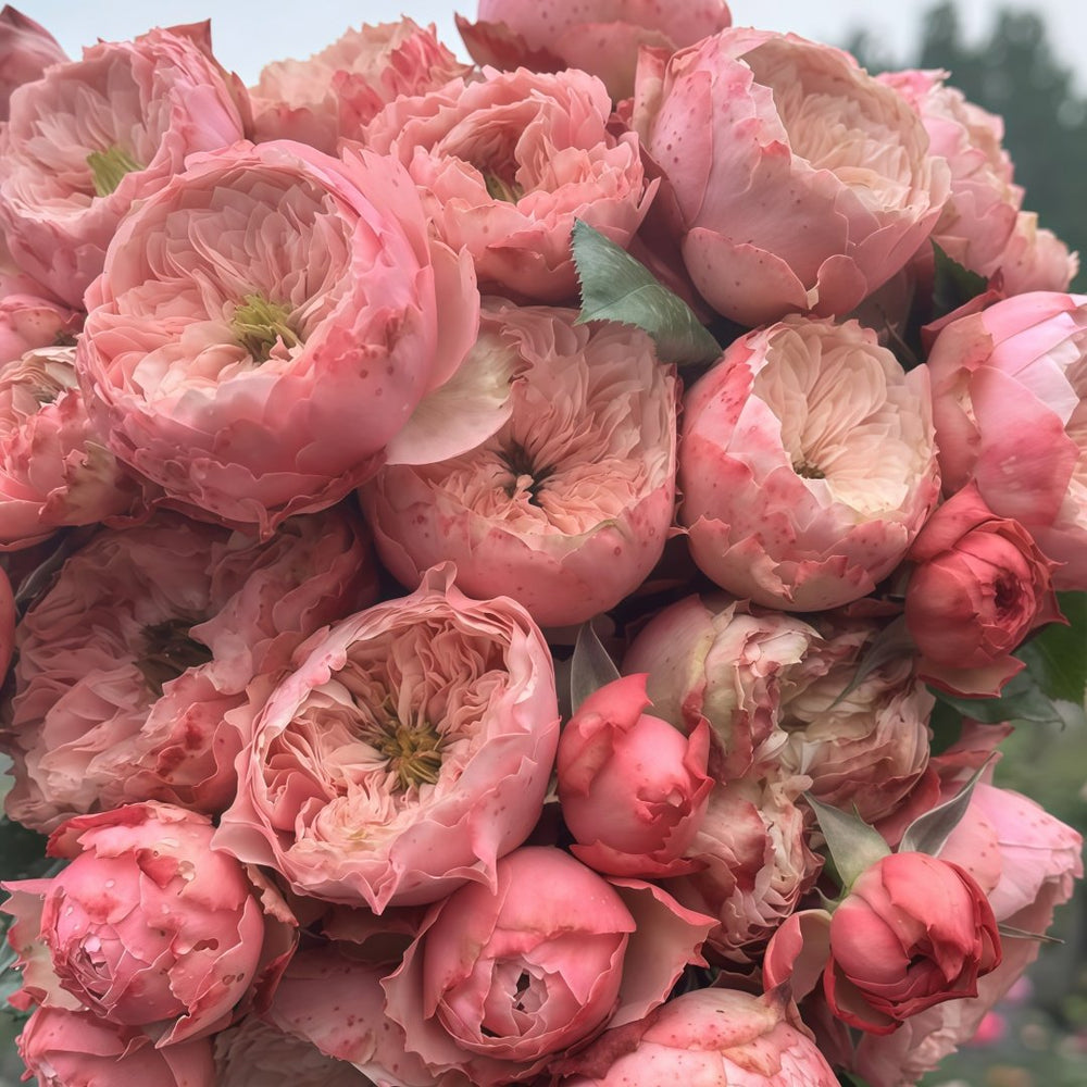 Northanger Abbey Rose Plant| 诺桑觉寺 image 8