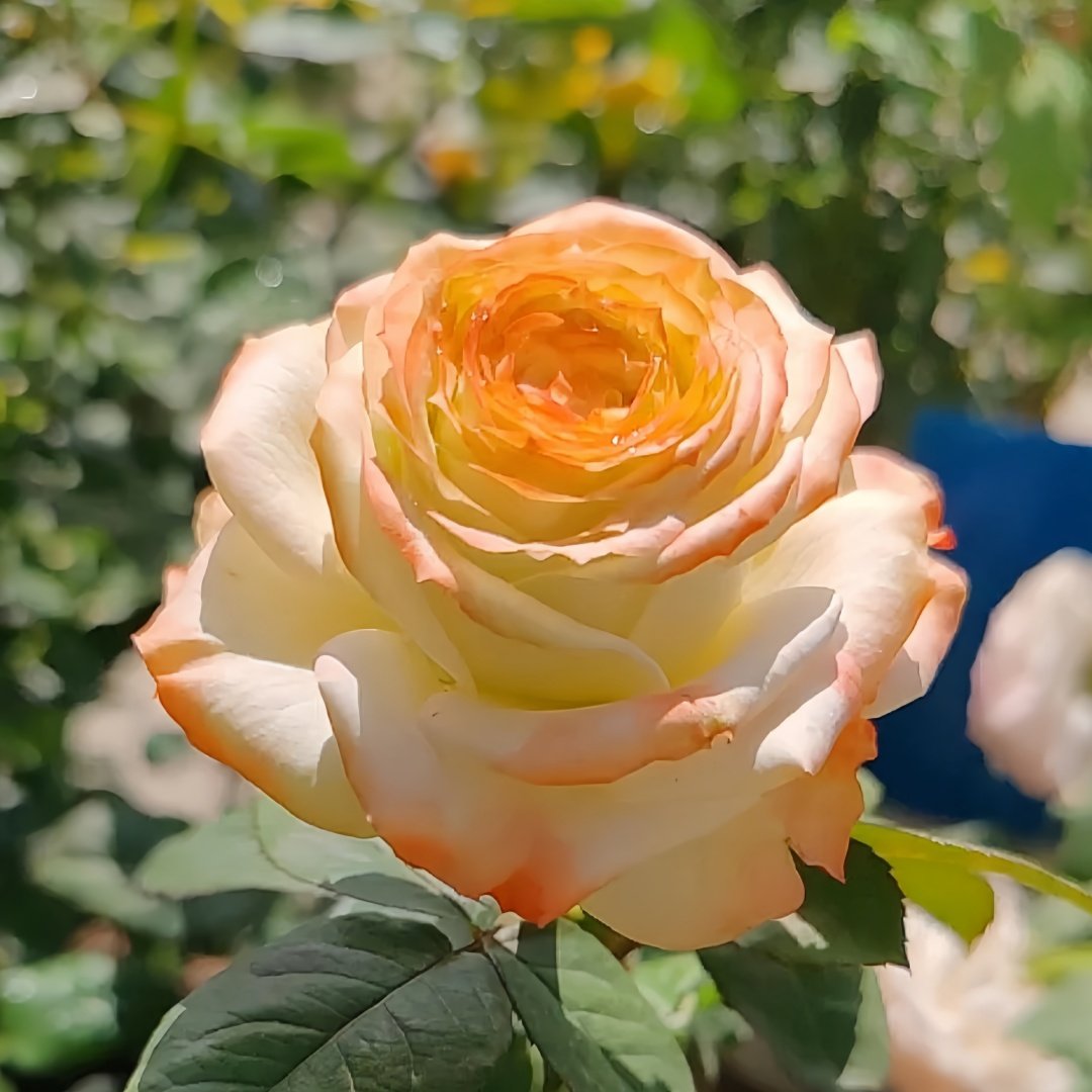Avatar rose plant|阿凡达 image 4