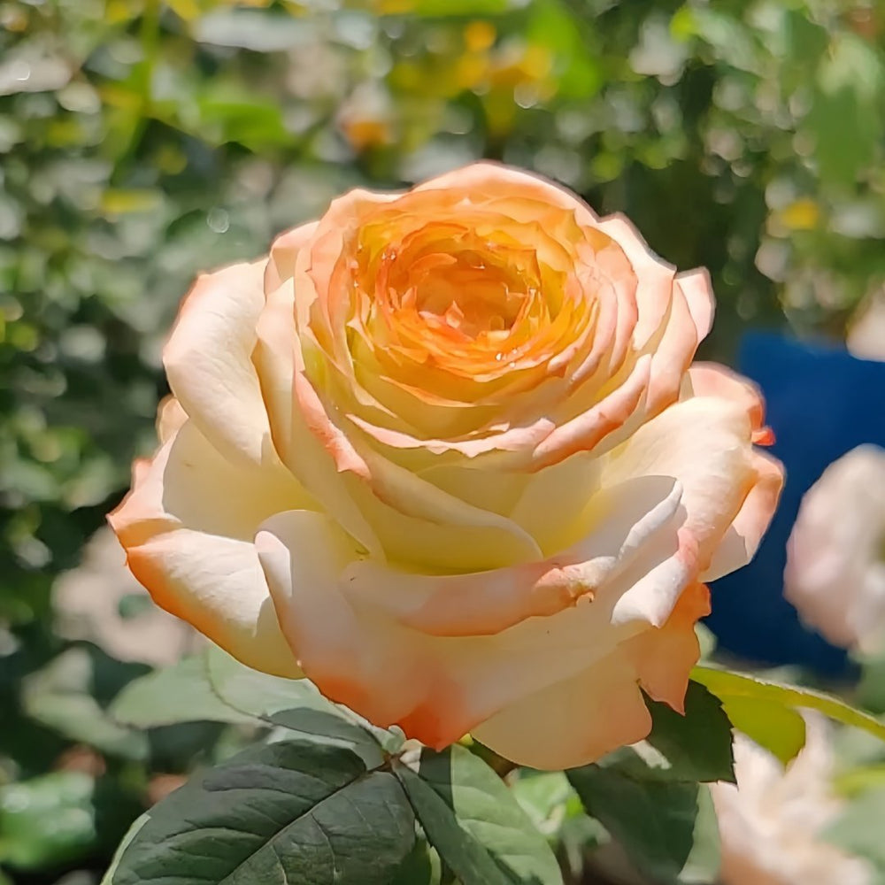 Avatar rose plant|阿凡达 image 4