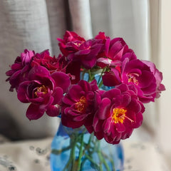 Midnight Blue Rose Plant|午夜深蓝 image 3