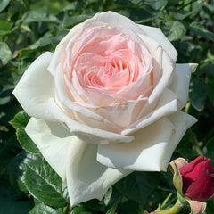 Madame Anisette Rose Plant|茴香酒夫人 image 3